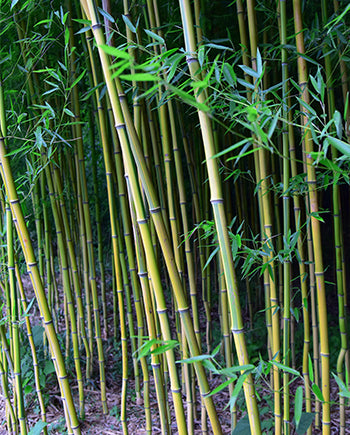 bamboo