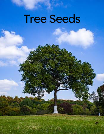tree seeds