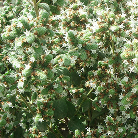 0riganum Vulgare & American Sweet Oregano Seeds