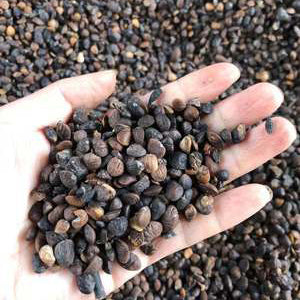 Michelia maudiae Seeds