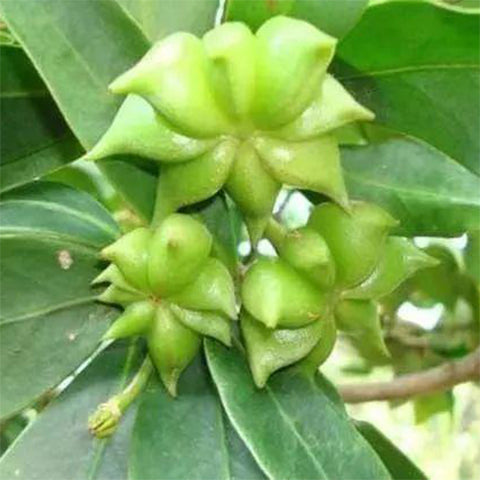 Illicium verum & Star anise Seeds