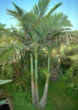 Archontophoenix Alexandrae & Alexandra Palm Seeds