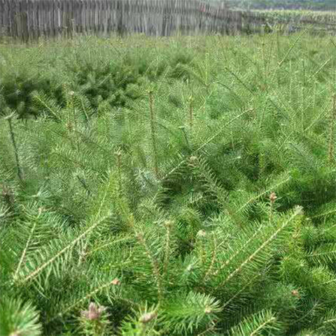 Abies fabri & Fir Seeds