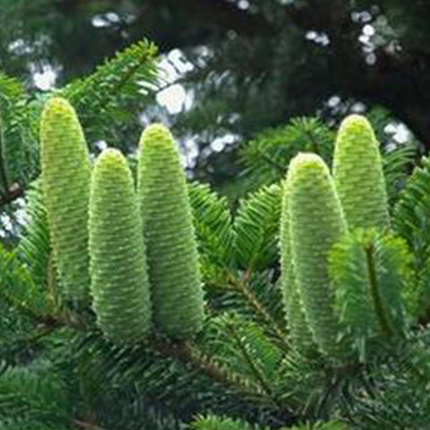 Abies fabri & Fir Seeds