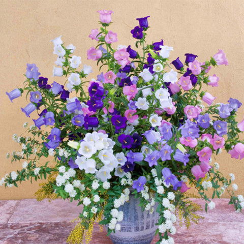 Abutilon-Striatum-Striped-Abutilon-Seeds