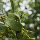 Acacia-auriculiformis-Auri-Seeds