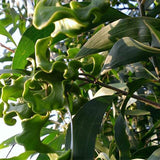 Acacia Auriculiformis & Auri Seeds