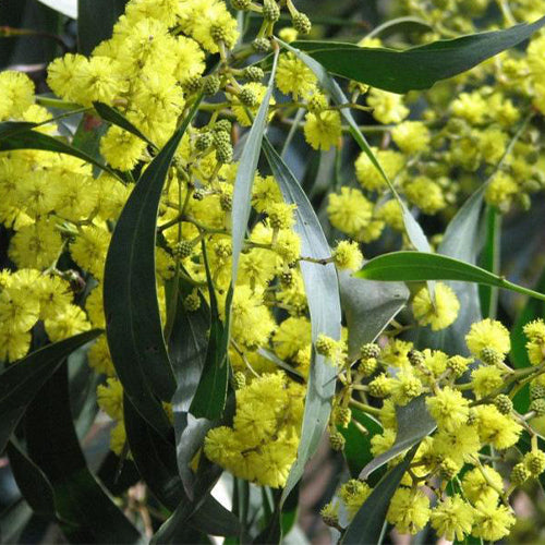 Acacia confusa | 'Formosa Wattle' | Seeds - Freaky Cacti