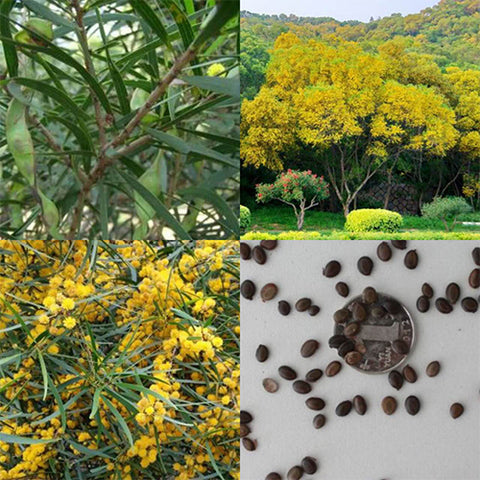 Acacia Confusa 