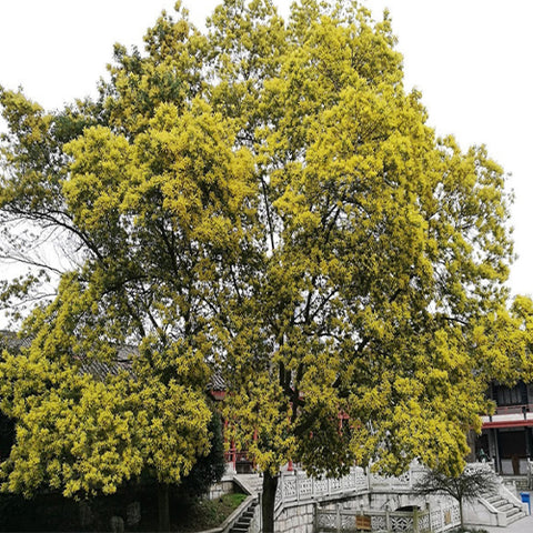 Acacia Farnesiana 