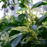 Acacia-mangium-Black-wattle-Seeds
