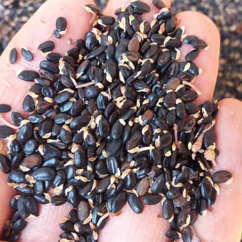 Acacia mearnsii & Black wattle Seeds