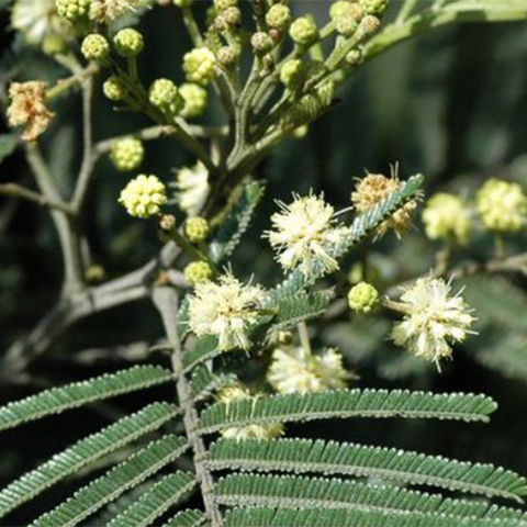 Acacia mearnsii & Black wattle Seeds