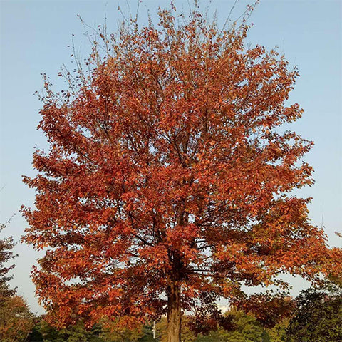 Acer buergerianum 