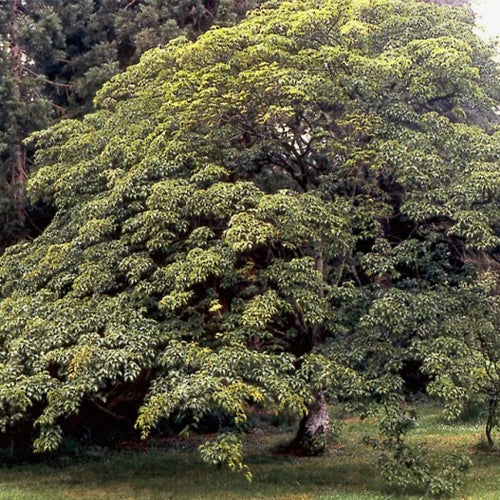 Acer Davidii & David Maple Seeds - heyouseeds – HeYou Seeds