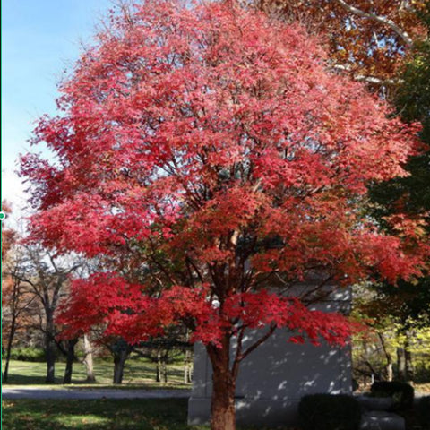 Acer Griseum 