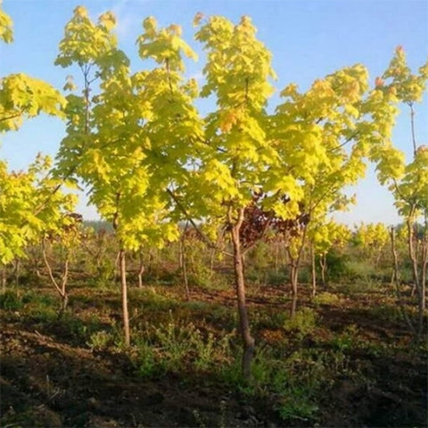 Acer platanoides  Gold Maple