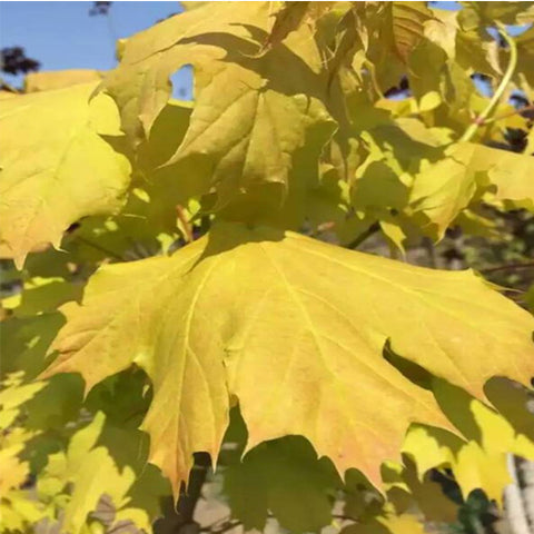 Acer platanoides  Gold Maple