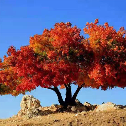 Acer mono & Mono maple 