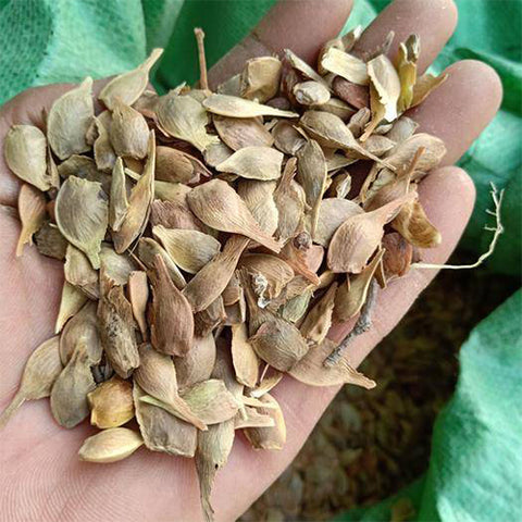 Acer mono & Mono maple 