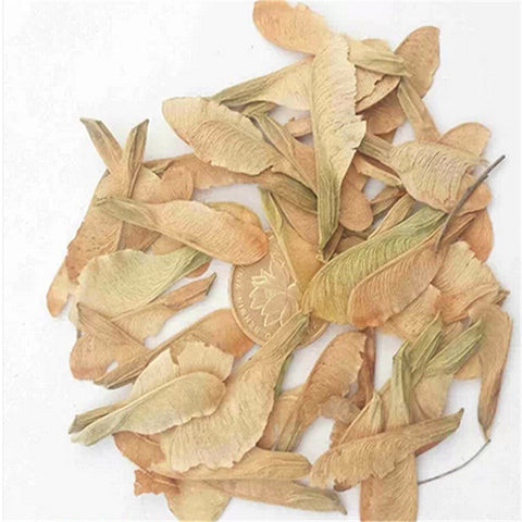 Acer negundo & Boxelder maple Seeds