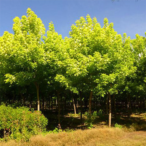 Acer negundo & Boxelder maple Seeds