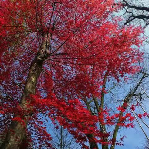 Acer palmatum maple 