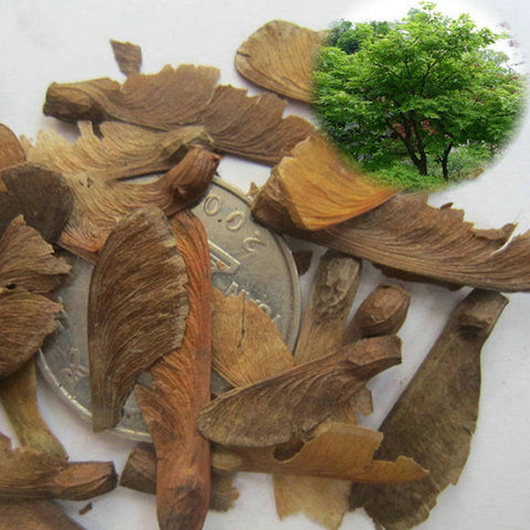 Acer palmatum & Palmate maple Seeds