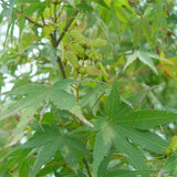 Acer-palmatum-Seeds