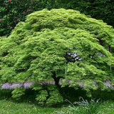 Acer Palmatum Seeds