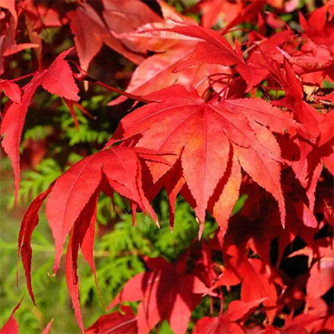 Purplebloom maple Seeds