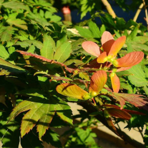 Purplebloom maple Seeds