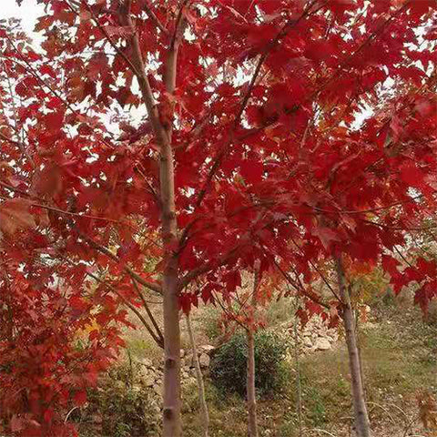 Acer rubrum &  Red maple Seeds