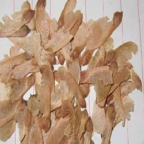 Acer rubrum &  Red maple Seeds