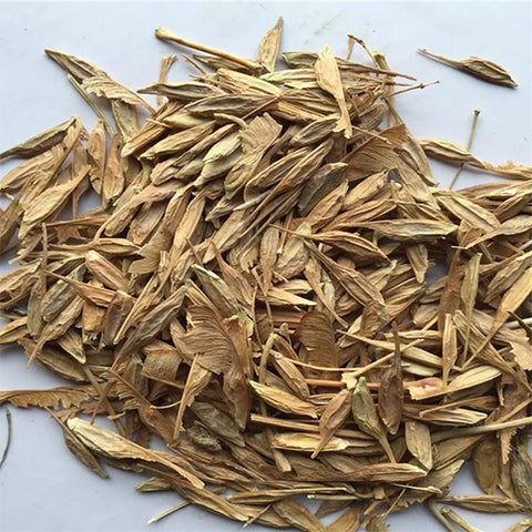 Acer saccharum & Sugar maple Seeds