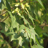 Acer truncatum & Yuan Baofeng Seeds