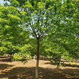 Acer truncatum & Yuan Baofeng Seeds