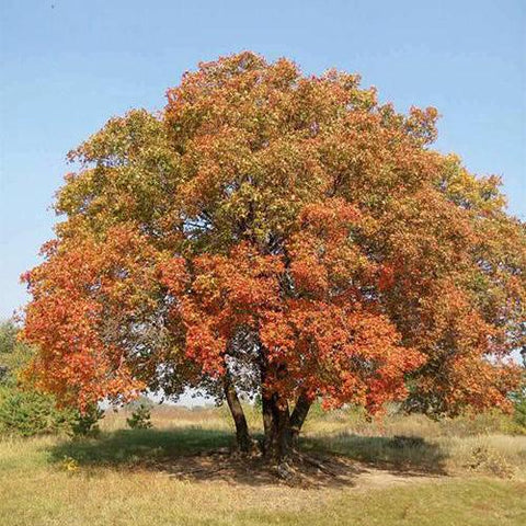 Acer truncatum & Yuan Baofeng Seeds