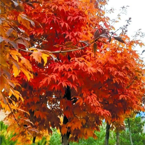 Three Flowered Maple Tree