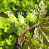 Acer triflorum-Three-flowered-maple-Seeds