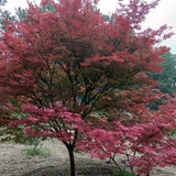 Three Flowered Maple Tree