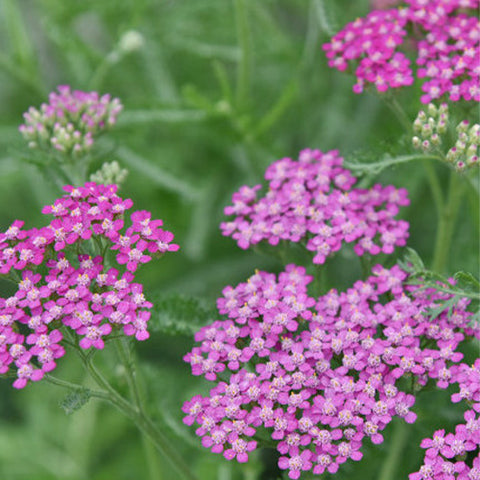 Achillea Millefolium Flower 