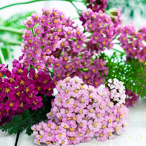 Achillea Millefolium & Yarrow Seeds