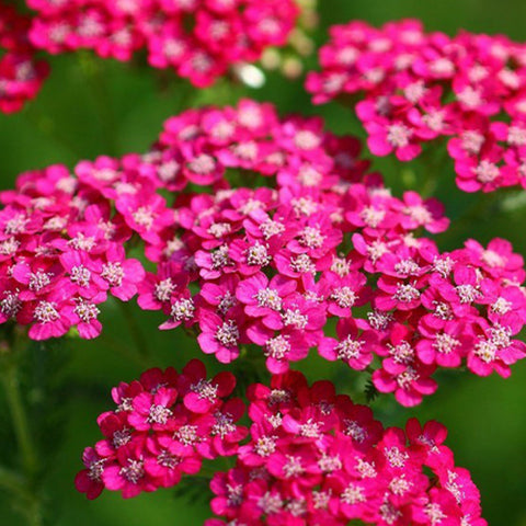 Achillea Millefolium & Yarrow Seeds