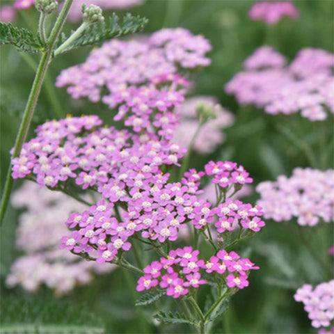 Achillea Millefolium Flower 