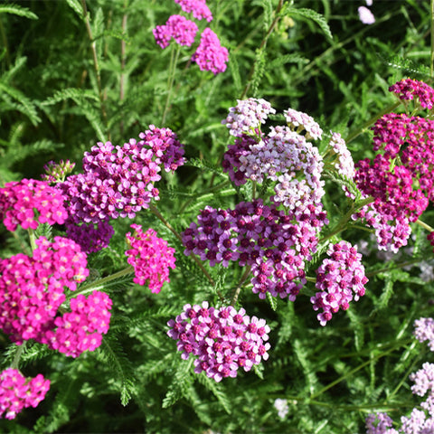 Achillea Wilsoniana & Achillea millefolium Seeds