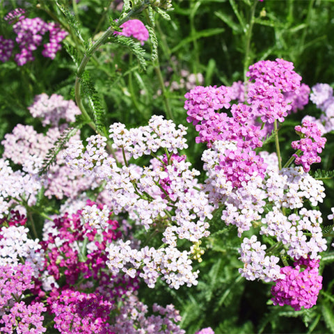 Achillea Wilsoniana & Achillea millefolium Seeds