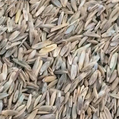 Achnatherum Splendens & Achnatherum Seeds