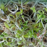 Achyranthes bidentata Seeds