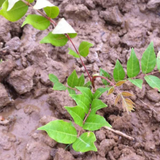 Acrocarpus fraxinifolius & Acrocarpus Seeds